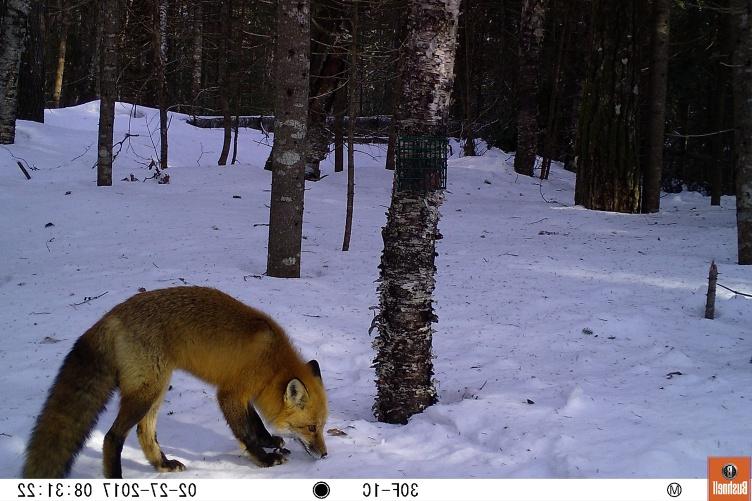 缅因州森林里，一只红色的狐狸在雪地里嗅着什么.