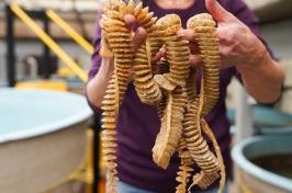 Two hands hold up several strands of whelk egg casings in the Coastal Marine Lab.